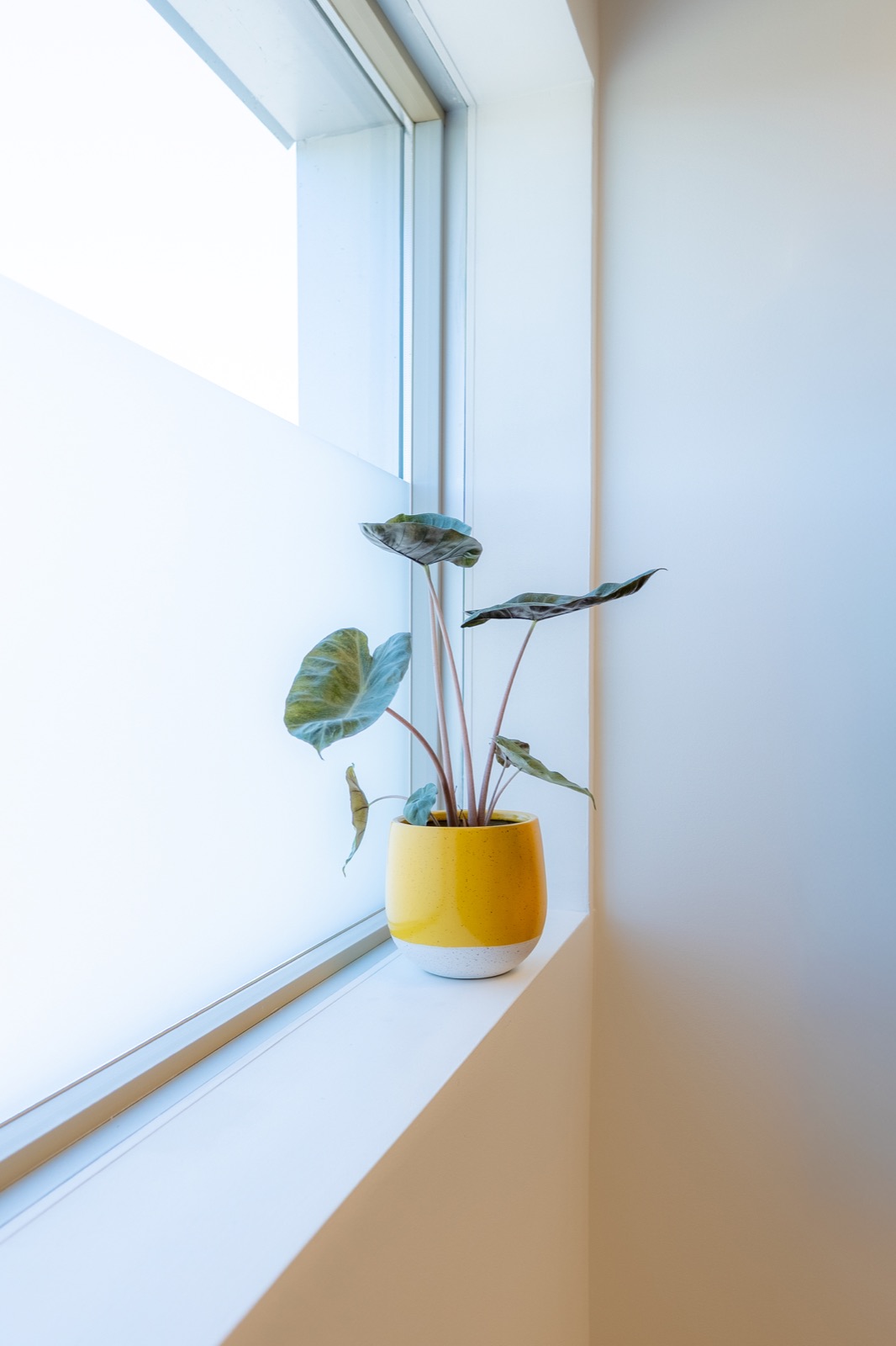 Potted plant on a sunlit windowsill